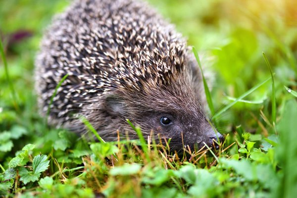 Ce qu'il faut savoir avant d'adopter un hérisson domestique
