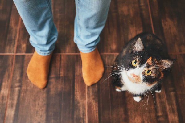 Dressage et éducation du chat : comment mieux vivre ensemble ?