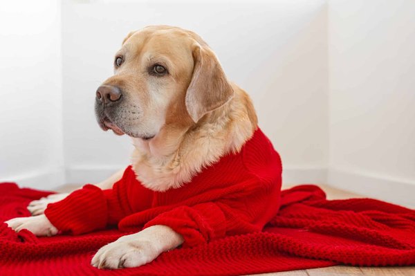 Pulls de Noël pour gros chien : les tendances actuelles à ne pas rater !