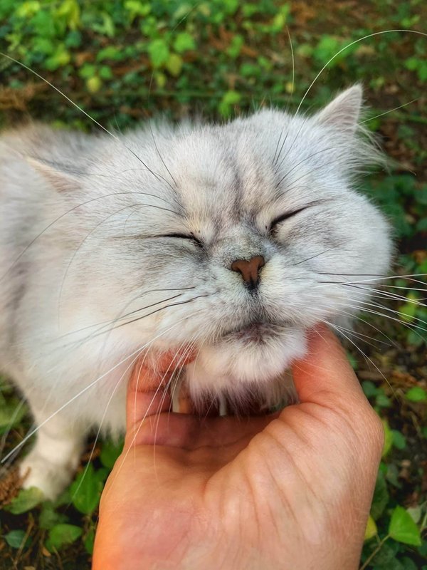 Collier avec traceur GPS pour chat : la technologie au service des amoureux de chats