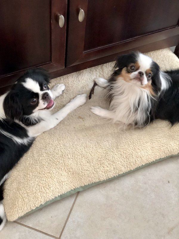 Le tapis, un indispensable du quotidien avec son chien