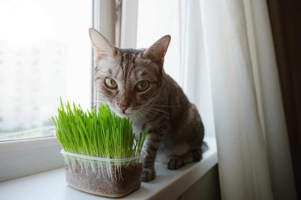 L'Herbe à chat : Un remède naturel aux effets contrastes