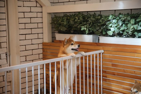 Guide complet pour les débutants en elevage shiba inu