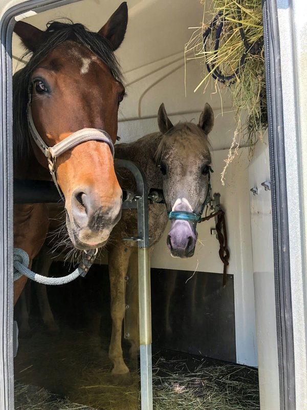 Assurance van chevaux : guide ultime et conseils