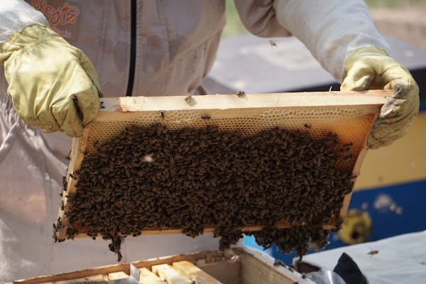 Découvrez les essaims d'abeilles pour une apiculture réussie