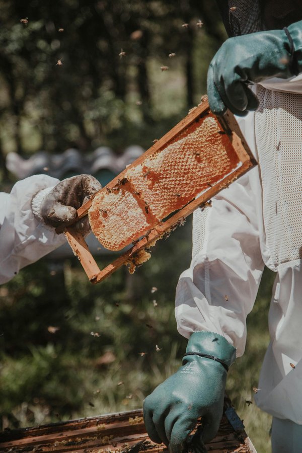 Achat de matériel d'apiculture : le guide de l'apiculteur moderne