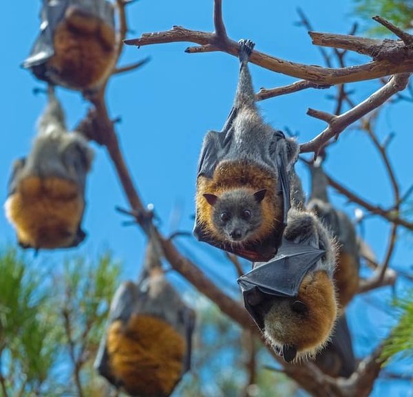 La faune sauvage en France