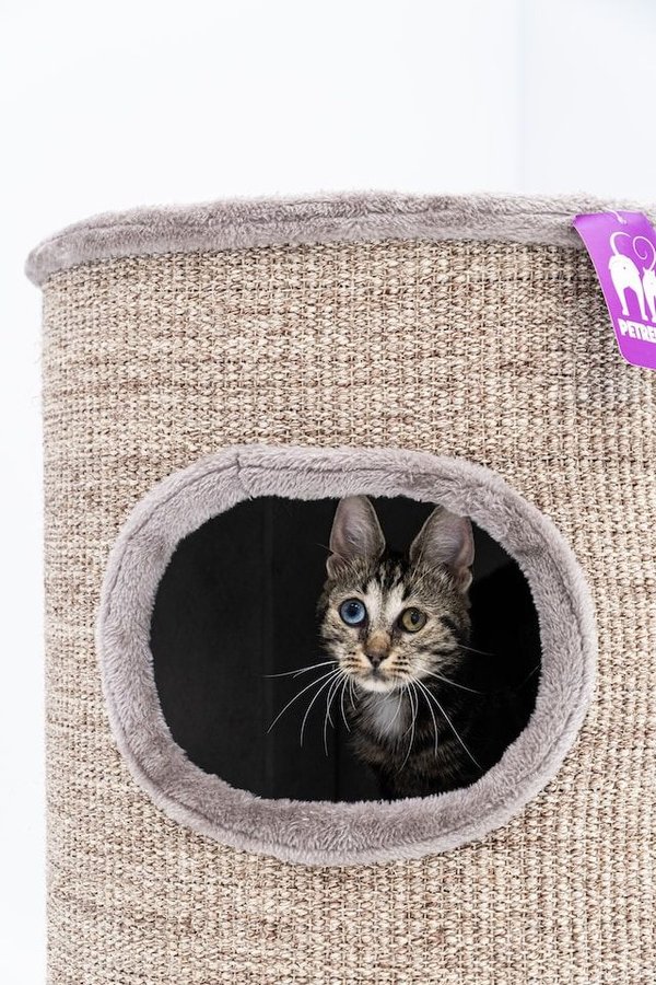 Animaux domestiques : quels sont les bienfaits pour la santé ?