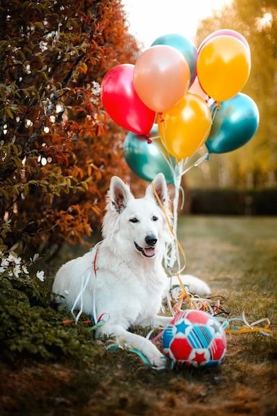 Quel est le prix d'un Berger Blanc suisse?